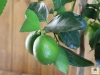 Tahiti Limette