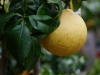 Grapefruit