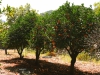 Im Tal der Orangen