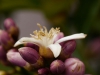 Knospe Buddhas Hand