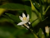 Kumquat Bluete makro