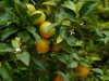 Orangen Fruechte Orangenbaum