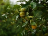 Orangen Fruechte Orangenbaum 2