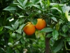 Orangen nach dem Regen