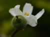 Poncirus Frucht Makro