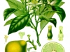 Bergamot-Orange