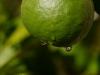 bergamotte wassertropfen