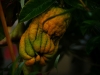 Buddhas Hand Zitrone