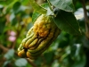 Buddhas Hand ist eine Faust