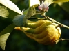 Die Frucht der Buddhas Hand Zitrone