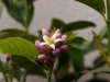 buddhas hand bluete 2