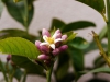 buddhas hand bluete