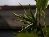 Buddhas Hand Zitrone