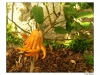 Citrus medica,