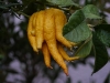 Buddhas Hand Zitrone
