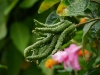 Buddhas Hand