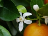 calamondin bluete einzeln
