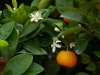 calamondin blueten frucht