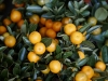 Calamondin Früchte