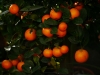 Früchte Calamondin