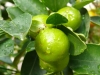 Fast reife Calamondin-Früchte nach einem Regenschauer