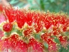 Callistemon (Foto: Monika Luetgehaus)