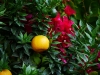 Chinotto und Bougainvillea