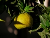 Chinotto