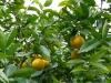 Orangen (Citrus sinensis)