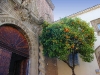 Orangenbaum in Barcelona (Foto: Michael Bohring)