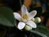 Grapefruit Blüte