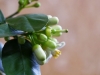 Grapefruit Knospen
