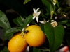 kumquat bluete fliege