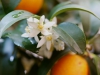 kumquat blueten