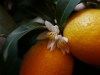 kumquat blueten