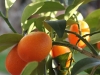 Goldene Kumquat (Fotografin und Copyright: Cornelia Brandt)