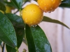 Kumquat (Foto: Pietro Castelli)