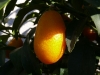 Im dunklen Laub die Kumquats glühen