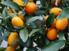 kumquat fruechte