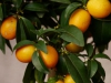 Goldene Kumquats