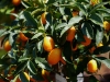 Kumquat nach einem Regenschauer