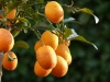 Kumquat Früchte