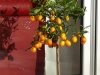 Kumquat auf der Terrasse