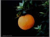 Mandarine (Foto: Gerd Lux)