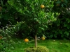 Mandarinenbaum im Kübel