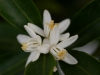 mandarinenblueten makro 1