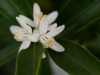 mandarinenblueten makro 2