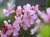 Oleander (Foto: Markus Kochniss)