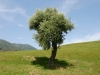Olivenbaum (Foto: Frances Fromberg)