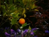 Orange und Agapanthus